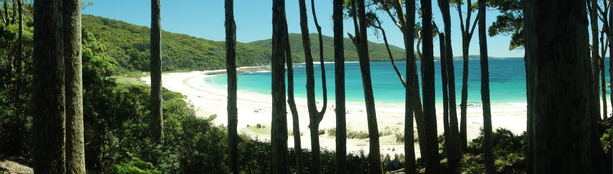 southcoastforest3_nsw-3 Main Image